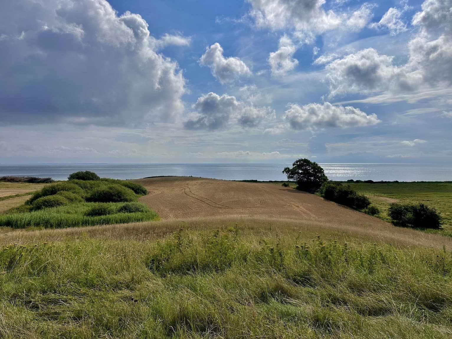 Havørnen ved Lohals, billede 5